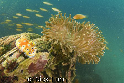 Nudi posing just right with anemone on Sunken Boat Reef a... by Nick Kuhn 